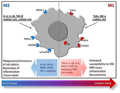 Paradigm Shift to Neuroimmunomodulation for Translational Neuroprotection in Stroke